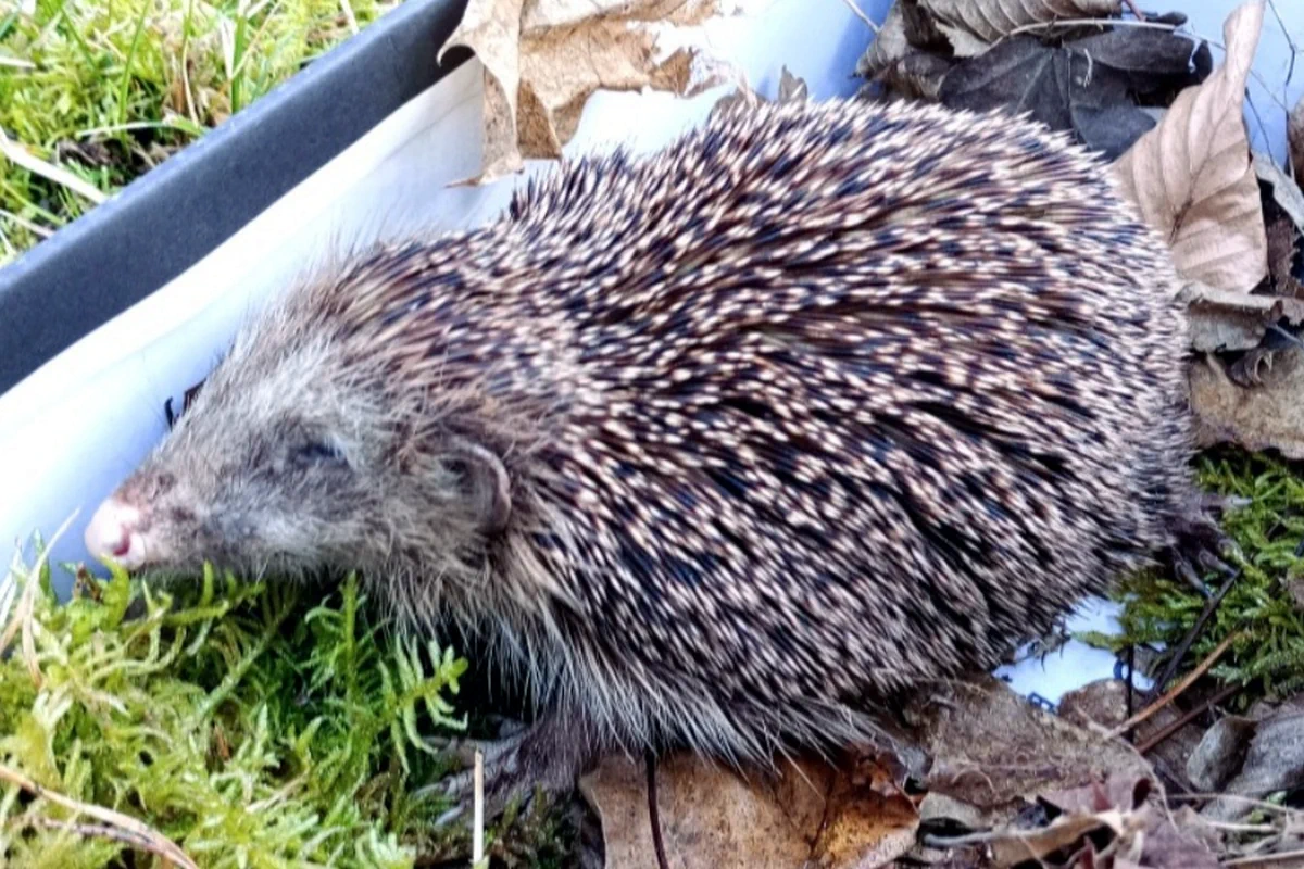 Ein alter kranker Igel sitzt in einer Transportbox mit Moos und Laub.