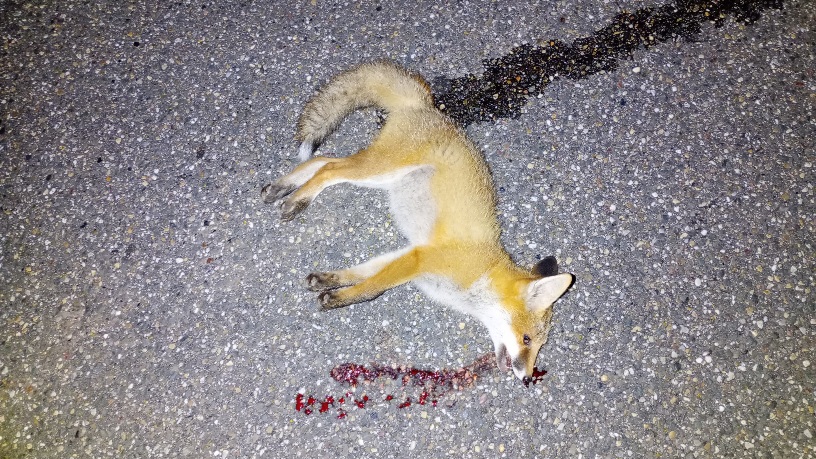 Junger Fuchs liegt tot auf einer Straße