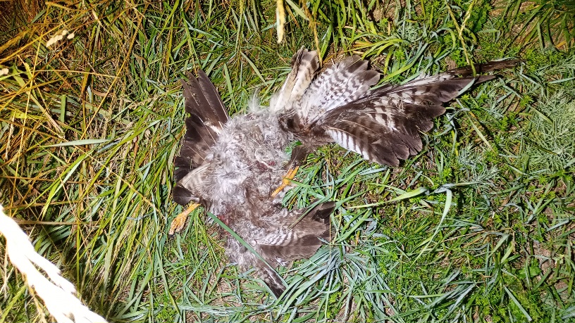 Toter Mäusebussard im Grad