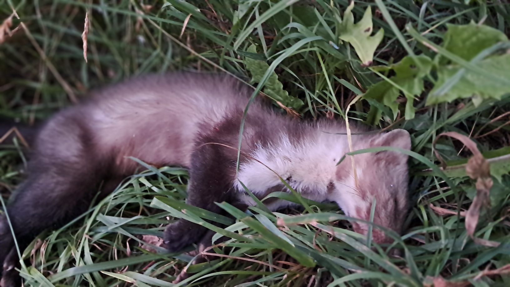Toter Marder liegt im Gras