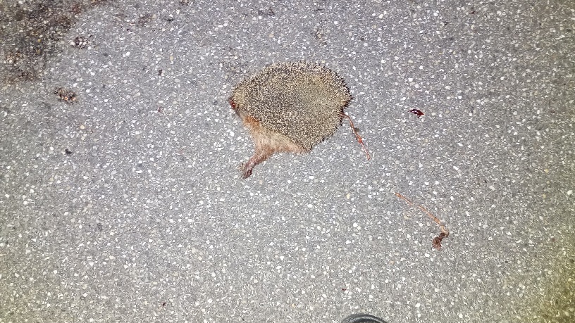 Toter Igel liegt nachts auf einer Straße