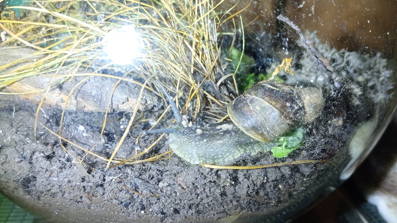 Eine verletzte Schnecke sitzt in einem für sie mit Pflanzen und Höhle eingerichteten Glas