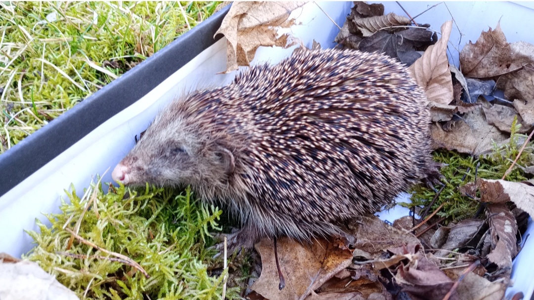 Ein kranker Igel sitzt in einem Karton mit Moos und Laub