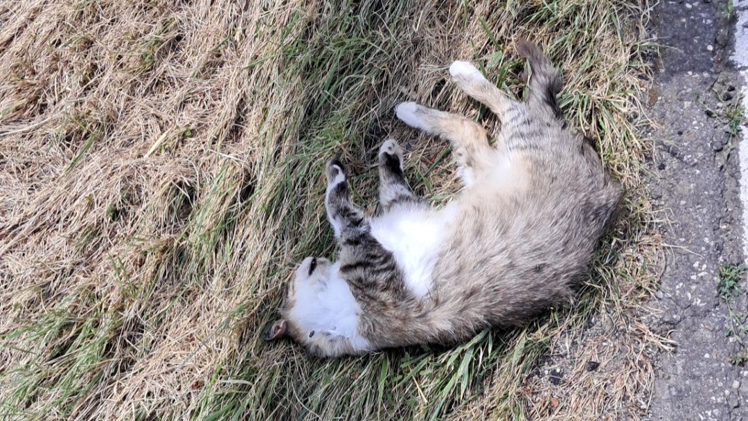 Eine tote Katze liegt am Straßenrand