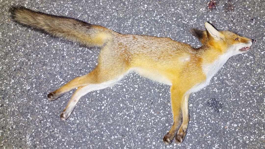 Ein toter Fuchs liegt nachts auf einer Landstraße