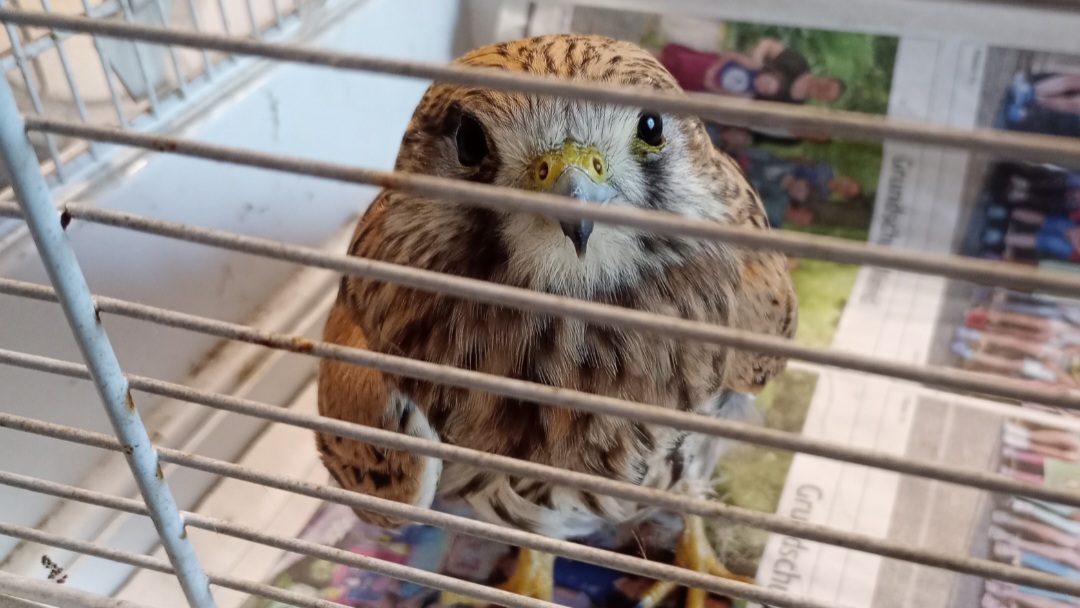 Ein verletzter Turmfalke sitzt in einem Käfig