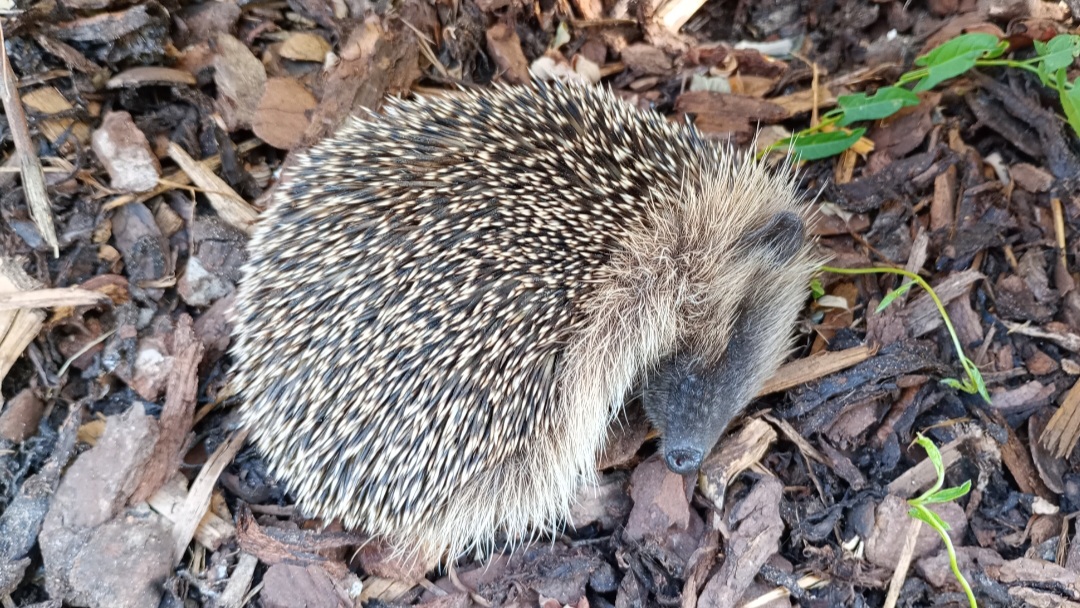 Ein hilfsbedürftiger Igel sitzt im Laub