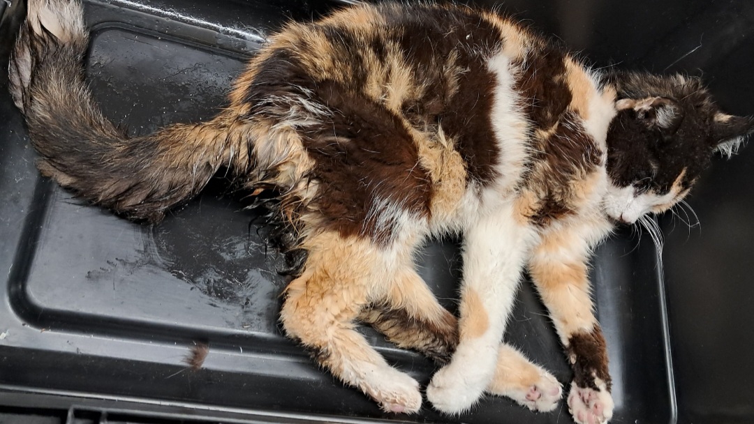 Eine schwer verletzte Katze liegt in einer Transportbox. Eine schwer verletzte Katze liegt in einer Transportbox.