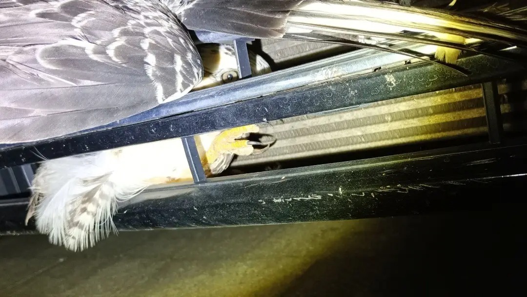 Ein Mäusebussard ist in einem Auto eingeklemmt