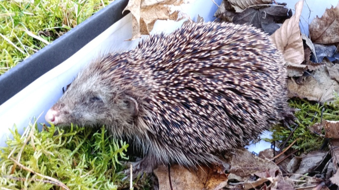 Ein alter und kranker Igel sitzt in einem Karton mit Moos und Laub.