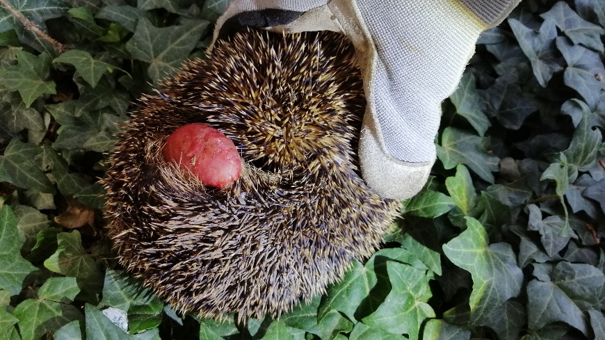 Ein Igel mit einem Gebärmuttervorfall. Ein Igel mit einem Gebärmuttervorfall.