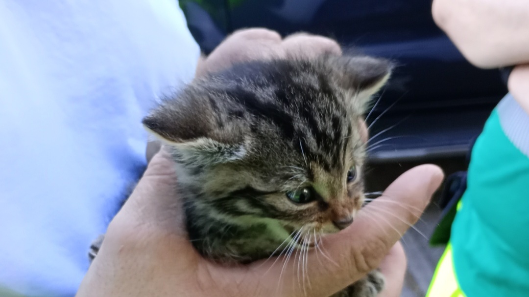 Junge Wildkatze Junge Wildkatze
