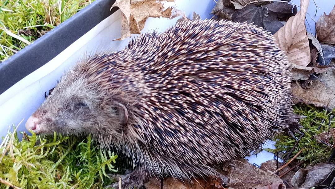 Ein kranker Igel sitzt in einem Karton mit Blättern und Moos.