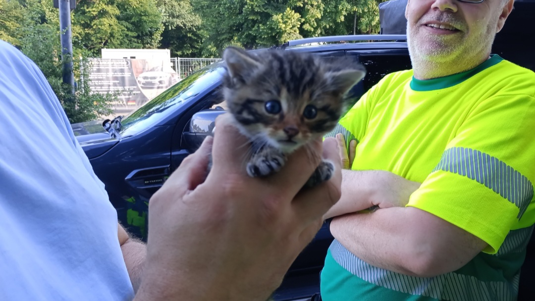 Tierhelfer vor Ort versorgen eine kleine Wildkatze Tierhelfer vor Ort versorgen eine kleine Wildkatze