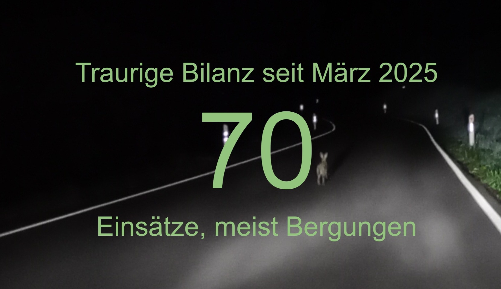 Ein Feldhase rennt in der nachts auf einer Straße herum