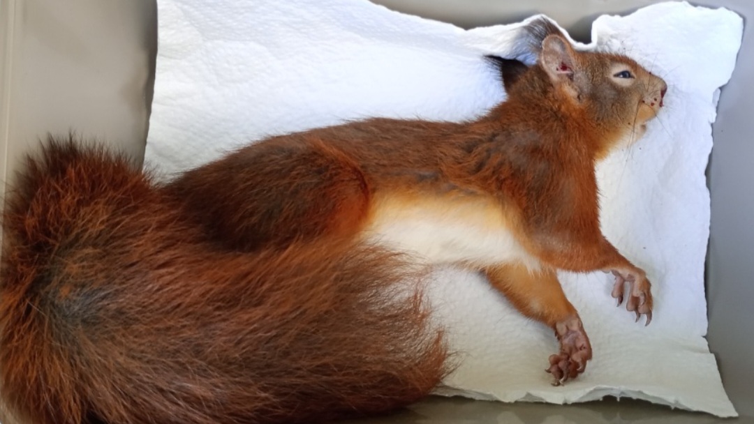 Ein schwerverletztes Eichhörnchen liegt in einer Transportbox