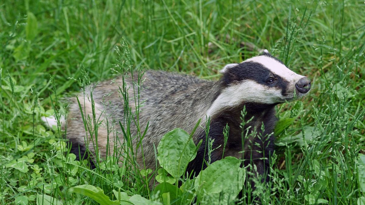 Ein europäischer Dachs läuft im Gras