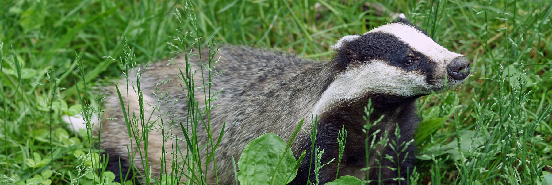 Ein Dachs sitzt im Gras