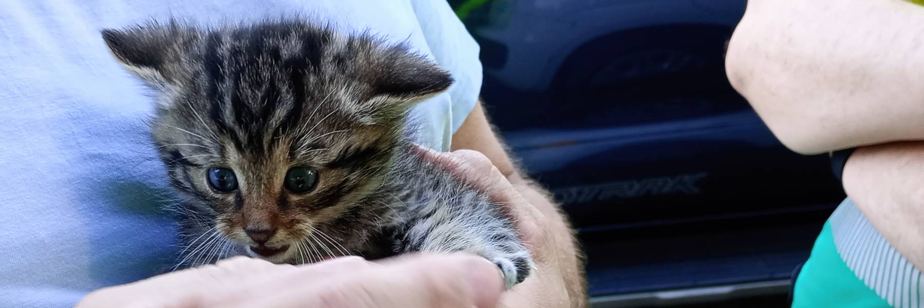 Eine junge Wildkatze wird von einem Tierrettungshelfer in der Hand gehalten.